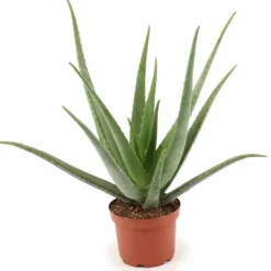 Discount Aloe Vera Växt Ø19 cm, Höjd ca 70 cm Krukväxter Inomhus