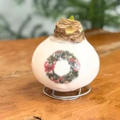 Amaryllis - Hippeastrum 'Porslinsvax Krans'