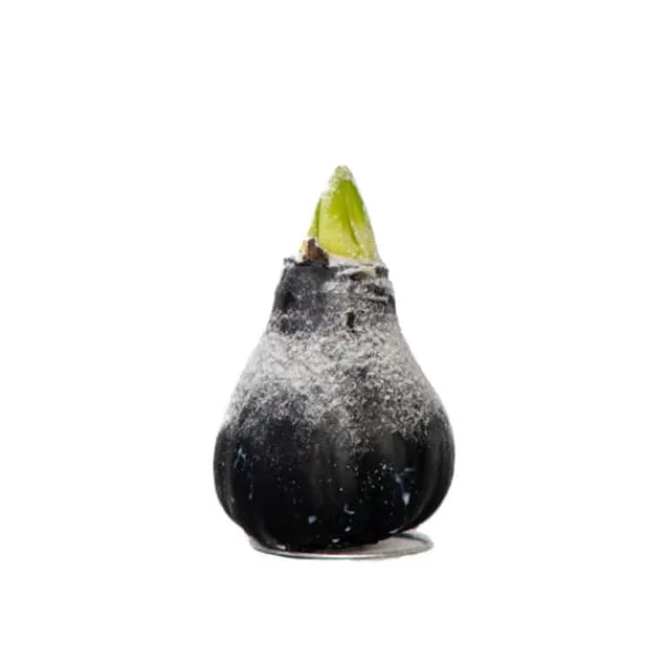 Amaryllis - Hippeastrum 'Wax Snow Black' - Lök - Röda blommor