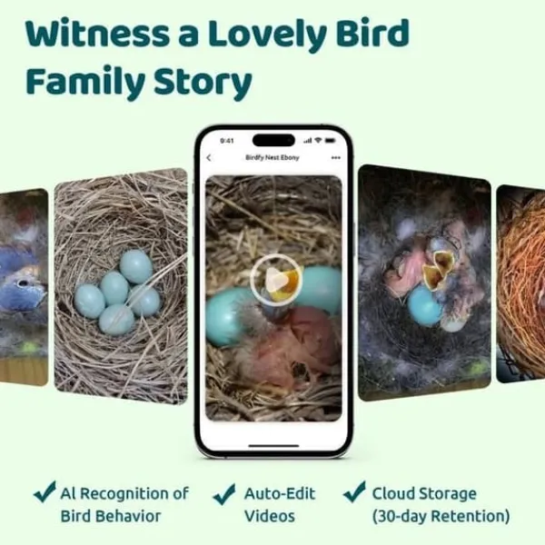 Ansluten Matare - Birdfy Ebony Lite - HD 1080P Kamera - Solpanel - AI för Fågelidentifiering