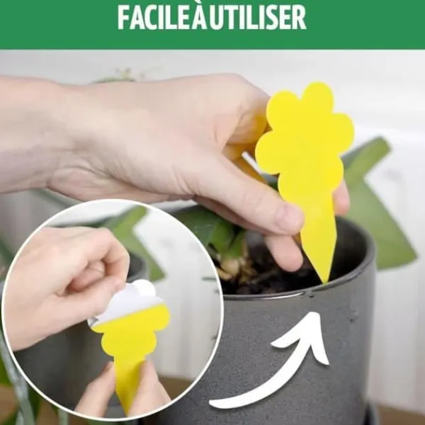 Anti Gnats inomhus – 10 fällor – Plant Flugfångare – Ekologisk – Mycket effektiv – Upp till 3 månader per fälla