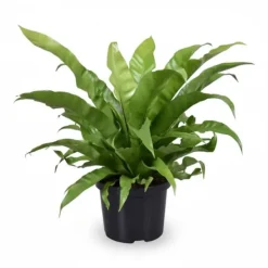 Hot Asplenium Antiquum - Grönväxt Ø23 cm, Höjd ca 60 cm Krukväxter Inomhus