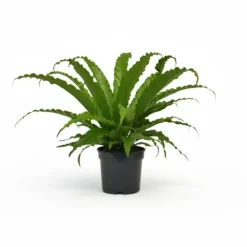 Outlet Asplenium Krukväxt Ø17cm, Höjd ca 40cm - Grön Inomhusväxt Krukväxter Inomhus