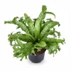 Online Asplenium Nidus Crissie Ormbunke Ø23 cm Höjd ca 55 cm Krukväxter Inomhus