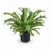 Asplenium Nidus Ormbunke - Kruka Ø17 cm, Höjd ca 40 cm