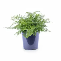 Online Asplenium Parvati Ormbunke Ø21 cm Höjd ca 40 cm - Grön Växt för Hemmet Krukväxter Inomhus