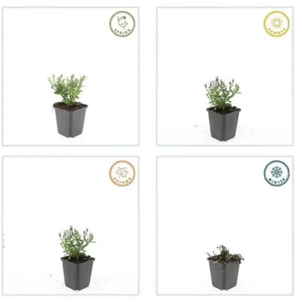 Aster dumosum 'Prof. Anton Kippenberg' - 9 cm kruka - Set med 12 växter