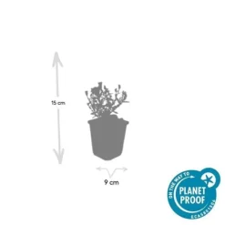 Aster dumosum 'Prof. Anton Kippenberg' - Kruka på 9cm - Set med 6 växter Blommor