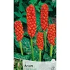 Discount AUTUMNFLYKTIGA KÄLAR ARUM ITALICUM FÖRPACKNING MED 3 RÖTTER BULBS BULBES Fröer & Lökar