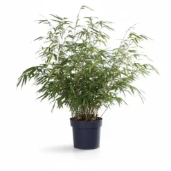 Bamboe Fargesia Rufa i Kruka Ø29cm, Höjd ca 80cm