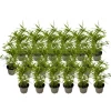 Best Bambu - Set om 18 - Fargesia nitida 'Black Dragon' - Höjd 25-40cm - ⌀14cm Buskar