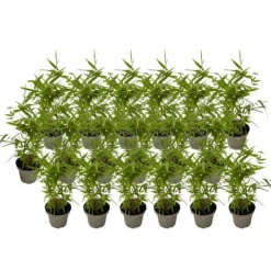 Best Bambu - Set om 18 - Fargesia nitida 'Black Dragon' - Höjd 25-40cm - ⌀14cm Buskar