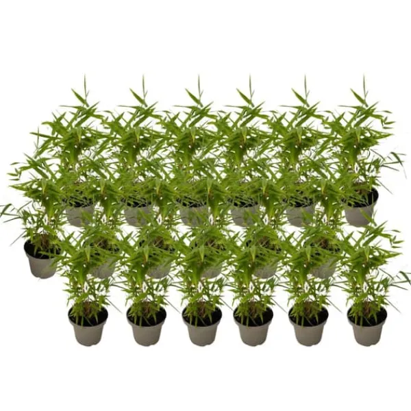 Best Bambu - Set om 18 - Fargesia nitida 'Black Dragon' - Höjd 25-40cm - ⌀14cm Buskar
