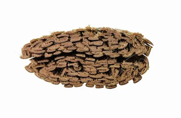 Bambu matta 2 × 5 m – insynsskydd balkong, terrass, trädgård