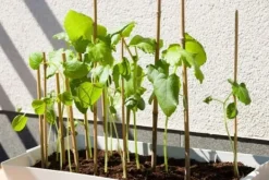 Sale Bambupålar, bambustänger 90 cm 6/8 mm /1000 st/ Krukor & Växtbehållare