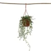 Banansnöre - Senecio radicans - Höjd 10-20cm - ⌀12cm