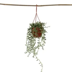 Banansnöre - Senecio radicans - Höjd 10-20cm - ⌀12cm