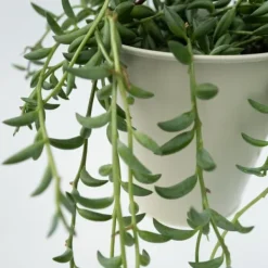 Banansnöre - Senecio radicans - Höjd 10-20cm - ⌀12cm