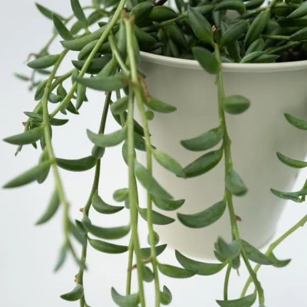 Banansnöre - Senecio radicans - Höjd 10-20cm - ⌀12cm