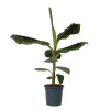 Outlet Bananväxt - Musa 'Dwarf Cavendish' - Höjd 90-100cm - ⌀21cm Krukväxter Inomhus