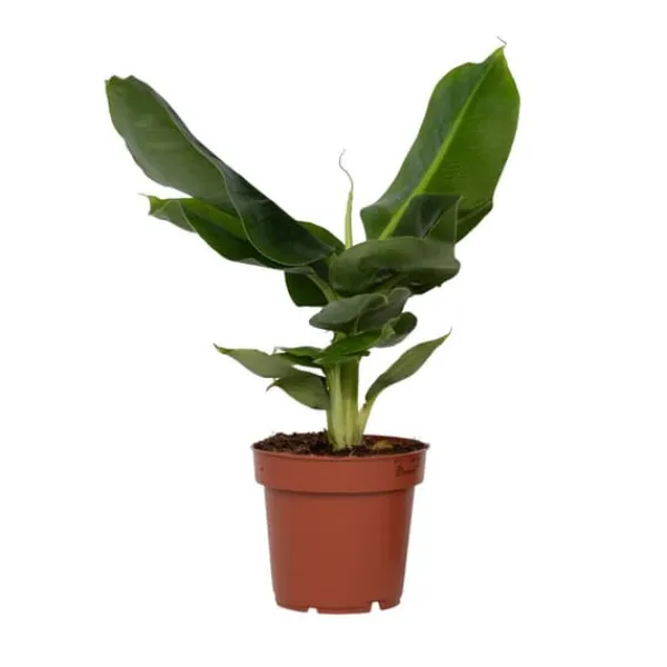Hot Bananväxt - Musa 'Oriental Dwarf' - Höjd 25-40cm - Pot 12cm Krukväxter Inomhus
