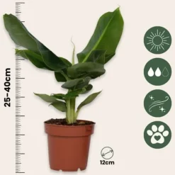 Hot Bananväxt - Musa 'Oriental Dwarf' - Höjd 25-40cm - Pot 12cm Krukväxter Inomhus