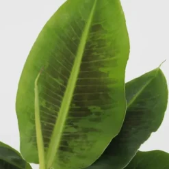 Hot Bananväxt - Musa 'Oriental Dwarf' - Höjd 25-40cm - Pot 12cm Krukväxter Inomhus