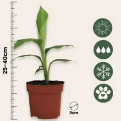 Bananväxt - Set om 2 - Musa basjoo - Höjd 25-40cm - ⌀9cm