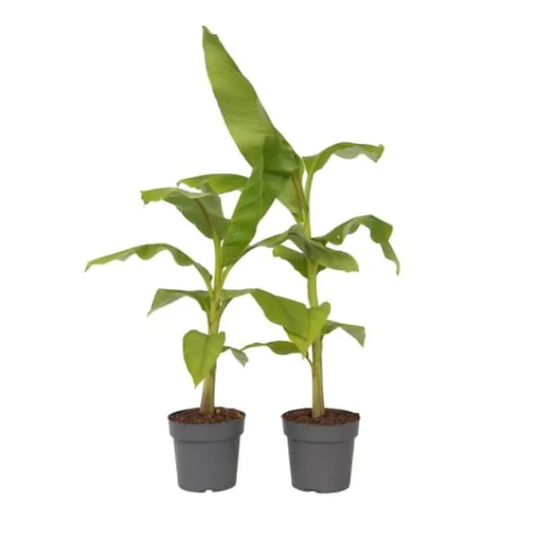 Bananväxt - Set om 2 - Musa basjoo - Höjd 55-70cm - ⌀21cm
