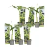 Bananväxt - Set om 6 - Musa basjoo - Höjd 25-40cm - ⌀9cm Krukväxter Inomhus