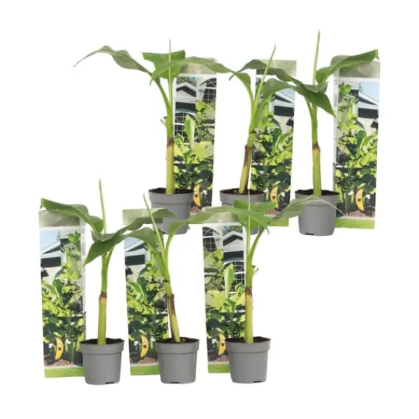 Bananväxt - Set om 6 - Musa basjoo - Höjd 25-40cm - ⌀9cm Krukväxter Inomhus