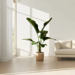 Bananväxt - Set om 2 - Musa 'Dwarf Cavendish' - Höjd 90-100cm - ⌀21cm