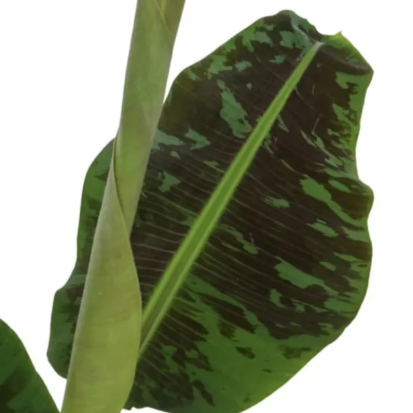 Bananväxt - Set om 2 - Musa 'Dwarf Cavendish' - Höjd 90-100cm - ⌀21cm