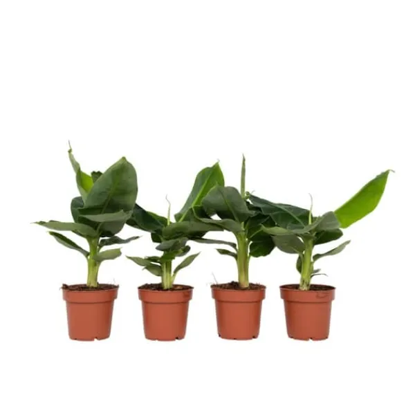 New Bananväxt - Set om 4 - Musa 'Oriental Dwarf' - Höjd 25-40cm - ⌀12cm Krukväxter Inomhus