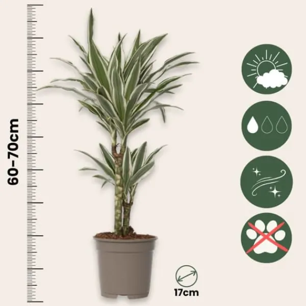 Clearance Banddracena - Dracaena deremensis 'White Stripe' - Höjd 60-70cm - ⌀17cm Krukväxter Inomhus