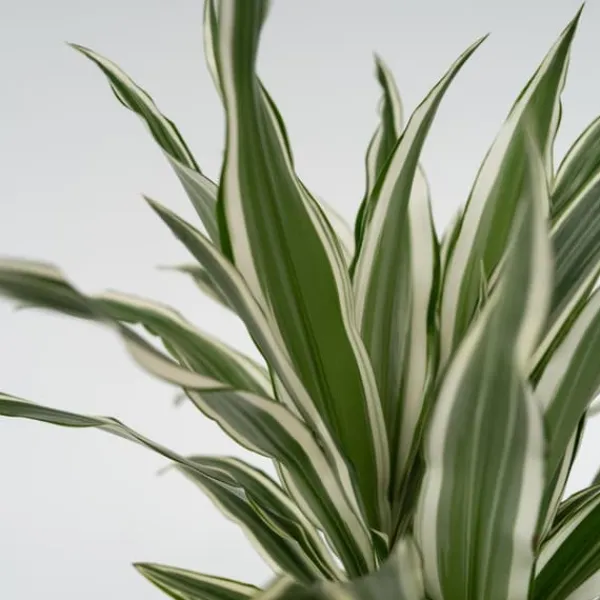Clearance Banddracena - Dracaena deremensis 'White Stripe' - Höjd 60-70cm - ⌀17cm Krukväxter Inomhus