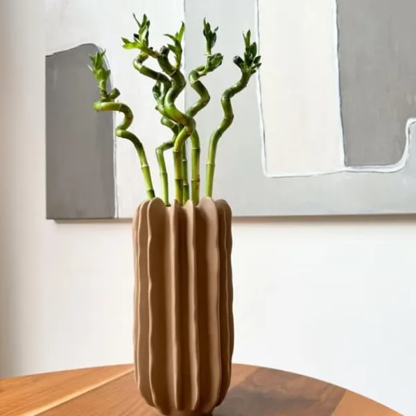 New Banddracena - Set om 6 - Dracaena sanderiana - Höjd 40-50cm - ⌀2cm Krukväxter Inomhus
