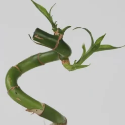 New Banddracena - Set om 6 - Dracaena sanderiana - Höjd 40-50cm - ⌀2cm Krukväxter Inomhus