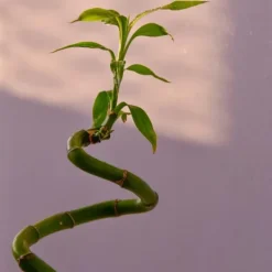 New Banddracena - Set om 6 - Dracaena sanderiana - Höjd 40-50cm - ⌀2cm Krukväxter Inomhus