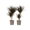 Clearance Banddracena - Set om 2 - Dracaena marginata 'Magenta' - Höjd 70-80cm - ⌀17cm Krukväxter Inomhus