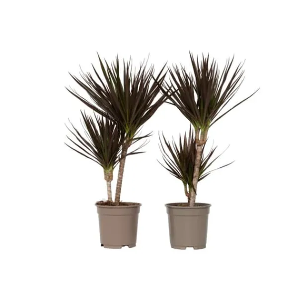 Clearance Banddracena - Set om 2 - Dracaena marginata 'Magenta' - Höjd 70-80cm - ⌀17cm Krukväxter Inomhus