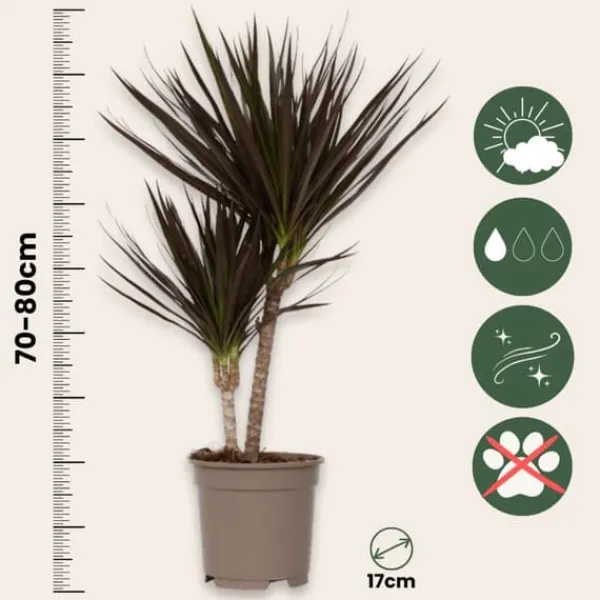 Clearance Banddracena - Set om 2 - Dracaena marginata 'Magenta' - Höjd 70-80cm - ⌀17cm Krukväxter Inomhus