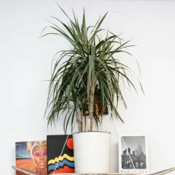 Clearance Banddracena - Set om 2 - Dracaena marginata 'Magenta' - Höjd 70-80cm - ⌀17cm Krukväxter Inomhus