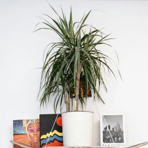 Clearance Banddracena - Set om 2 - Dracaena marginata 'Magenta' - Höjd 70-80cm - ⌀17cm Krukväxter Inomhus