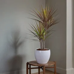 Clearance Banddracena - Set om 2 - Dracaena marginata 'Magenta' - Höjd 70-80cm - ⌀17cm Krukväxter Inomhus
