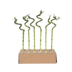 Outlet Banddracena - Set om 12 - Dracaena sanderiana - Höjd 40-50cm - ⌀2cm Krukväxter Inomhus