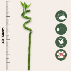 Outlet Banddracena - Set om 12 - Dracaena sanderiana - Höjd 40-50cm - ⌀2cm Krukväxter Inomhus