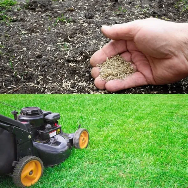 Barenbrug EMERALLD Premium regenerativt gräs 15kg