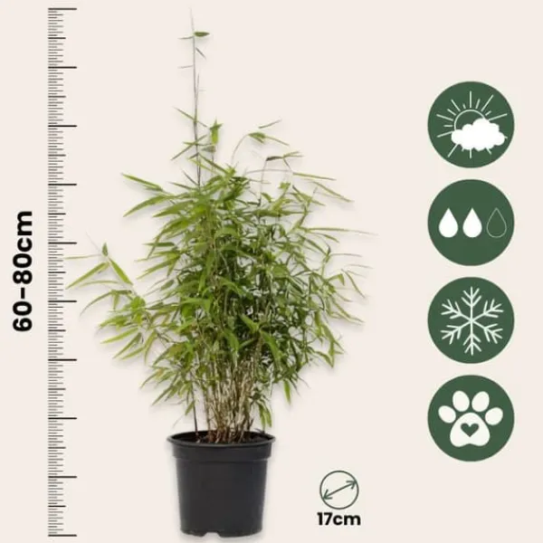 Sale Bergbambu - Set om 6 - Fargesia nitida 'Red Dragon' - Höjd 60-80cm - ⌀17cm Buskar