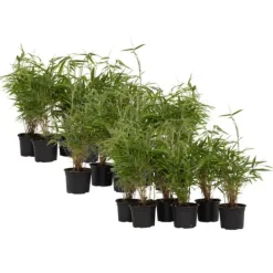 Bergbambu - Set om 18 - Fargesia rufa - Höjd 25-40cm - ⌀13cm